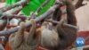 Rehab Center Helps Sloths Hurt by Human Activity