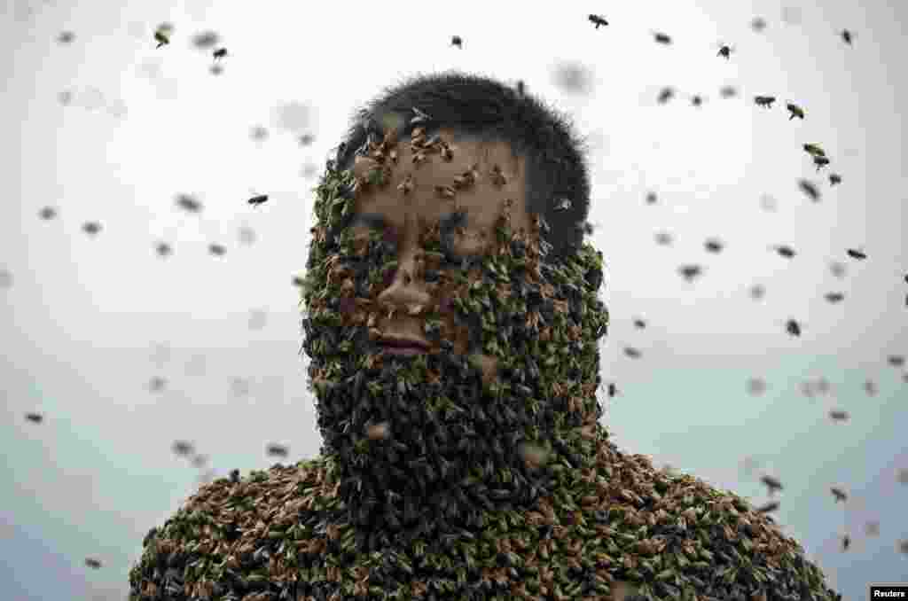 She Ping, warga kota Chongqing China &quot;menyelimuti&quot; tubuhnya dengan lebih dari 460.000 lebah, yang mempunyai berat total sekitar 45 kg.