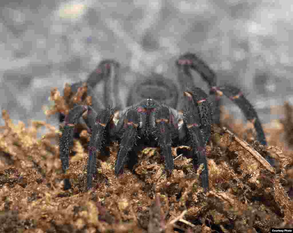 Trapdoor spiders spend most of their time in underground burrows, emerging mainly to grab prey. Their rear half is segmented, a trait visible in some of the earliest spider fossils. (© AMNH\R. Mickens)
