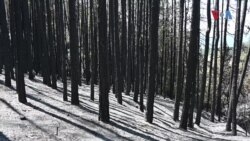 Шумата над Будинарци претворена во безживотен пустош