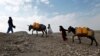 FILE - An Afghan internally displaced family carries water containers on their donkeys on the outskirts of Jalalabad city, Afghanistan, January 26, 2015. 
