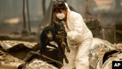 Članica tima za pretragu i spasavanje, koja traži žrtve požara "Kemp" nosi psa po imenu Suzi Kju u razorenom gradiću Peradajz, u Kalifroniji (Foto: AP/Noah Berger)