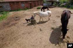 Zeljko Ilicic kisses a horse in the Old Hill, sanctuary for horses in the town of Lapovo, in central Serbia, Wednesday, April 3, 2024. (AP Photo/Darko Vojinovic)