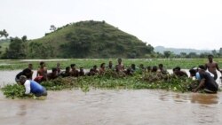 የእምቦጭ አርምን ለማጥፋት የተሰማሩ ምሁራን ቅሬታ አሰሙ