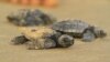 Newly-hatched Hawksbill sea turtles find their way to the ocean on Shela Beach, Lamu, Kenya, June 12, 2012. (VOA Photo /Jill Craig)