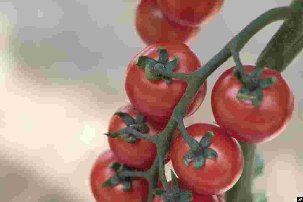 Gardening-Select New Plants