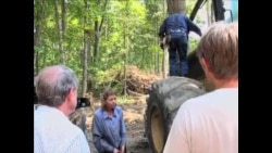 深山里的女伐木工