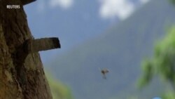 Bolivian Couple Works to Save Honeybees' Shrinking Habitats