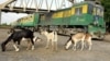 File - Goats are seen next to a train in Hanne Station near Dakar, Senegal.
