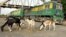 File - Goats are seen next to a train in Hanne Station near Dakar, Senegal.