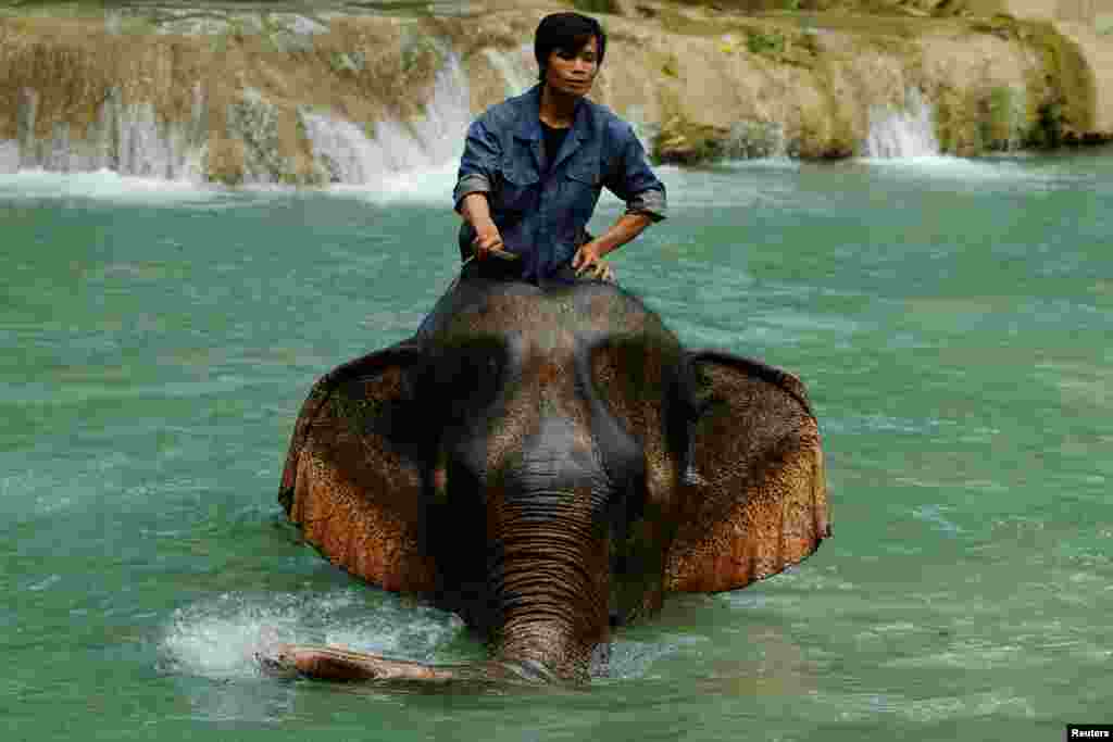 Seorang pawang gajah mengendarai seekor gajah di Air Terjun Tad Sae di luar Luang Prabang, Laos.