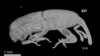 3-D X-ray Provides Detailed Images of How Living Insects Move