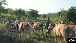 የእርሻ መሬታችን እየተሸጠብን ነው 