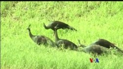 ဒေါင်းသင်္ကေတနဲ့ ဒေါင်းတွေဘဝ