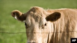 Money စကားလုံးဆိုင်ရာ အီဒီယံအသုံးအနှုန်းများ