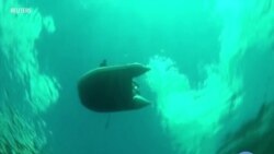 Sick Sponges Threaten Pristine Waters in World's Deepest Lake