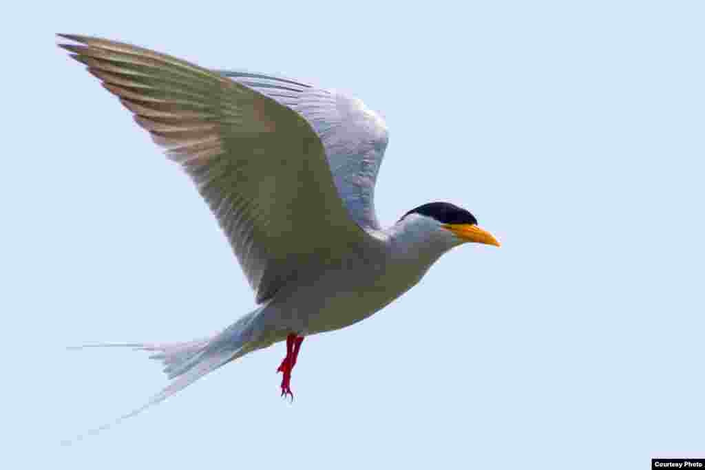 នេះ​ជា​សត្វ​រំពេទន្លេ។ សត្វ​បក្សី​ប្រភេទ​មួយ​នេះ​​បាន​ផុតពូជ​ទៅ​ហើយ​នៅ​កម្ពុជា ដោយសារ​តែ​មិនមាន​ចំណាត់ការ​ទាន់ពេលវេលា។ នេះ​ជា​មេរៀន​មួយ​ដើម្បី​ជំរុញ​ឲ្យ​មាន​ការ​ការពារ​ប្រភេទ​សត្វ​ដទៃ​ទៀត​កុំ​ឲ្យ​ផុត​ពូជ​នៅ​ក្នុង​ប្រទេស។ (រូបថតដោយស៊ុយ សេងលីម)