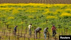 Des ouvriers agricoles travaillent dans un champ à Clarksburg, en Californie, le 16 mars 2010. 