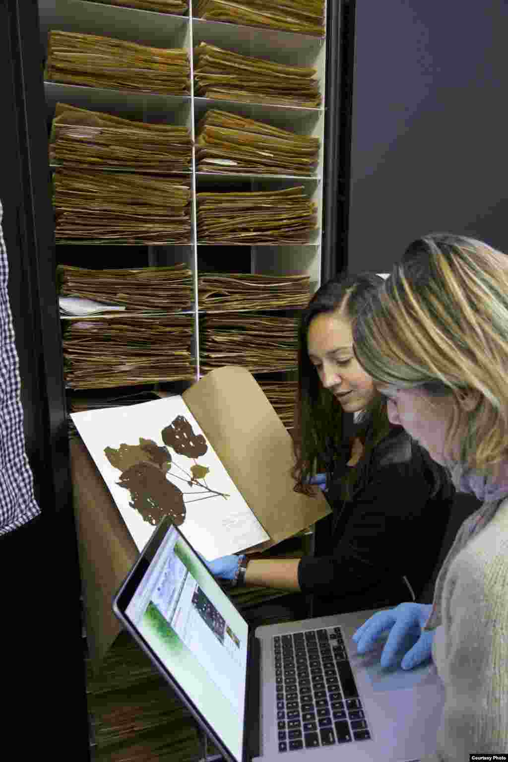 Riset proyek spectranomics menemukan bahwa pohon memiliki matriks strategi pertumbuhan dan pertahanan yang berbeda-beda. (Greg Asner)