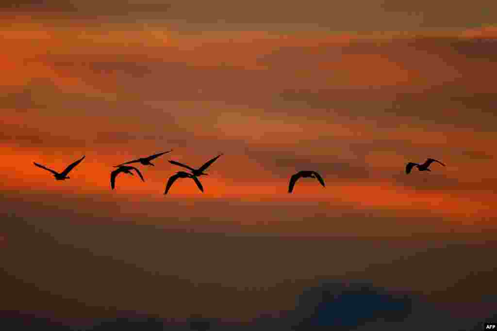2018年11月13日，日落时分，以色列南部，落霞与群鸟齐飞。
