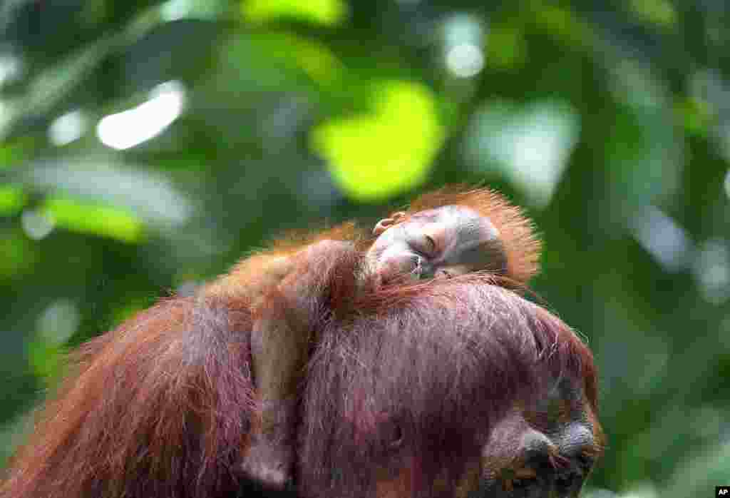 Bayi orangutan berusia 1 bulan tidur di atas gendongan ibunya bernama Miri di kebun binatang Singapura.