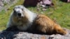 An unofficial ambassador, a local marmot, welcomes visitors to Glacier National Park in Montana.