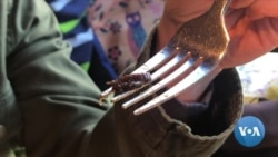 จิ้งหรีดกับมดดำปรุงรสขึ้นเมนูร้านอาหารในเดนเวอร์