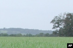 Beyond the sugarcane field in the foreground, that's one of Avery Island's rises in the distance. Beneath it is a deep, deep dome of salt - a handy and usual ingredient for making Tabasco sauce.