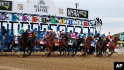 FILE - In this June 9, 2018, file photo, horses break from the starting gate at the beginning of the 150th running of the Belmont Stakes horse race at Belmont Park in Elmont, New York. (AP Photo/Julie Jacobson)