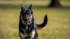 FILE - Major, one of the Biden family dogs, explores the South Lawn at the White House in Washington, Jan. 24, 2021.