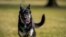FILE - Major, one of the Biden family dogs, explores the South Lawn at the White House in Washington, Jan. 24, 2021.
