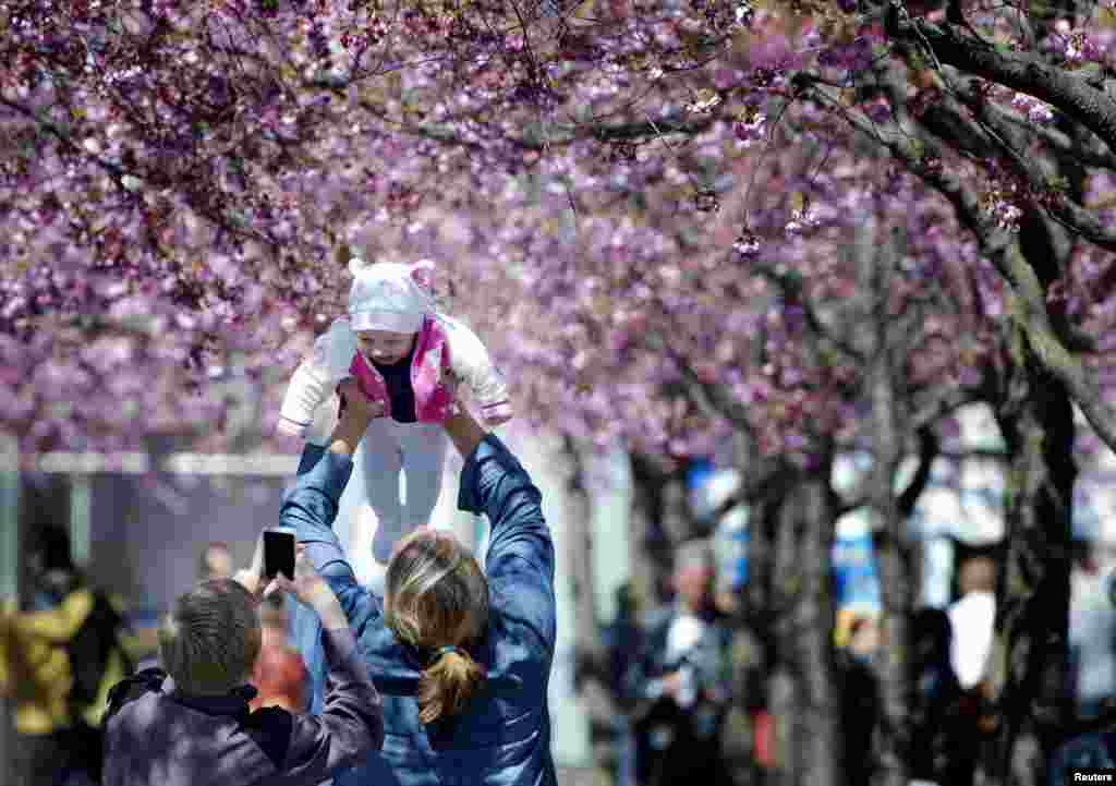 Seorang perempuan mengangkat bayi kecilnya saat menikmati cuaca musim semi yang cerah di bawah pohon sakura yang mekar di taman Kungstradgarden di pusat kota Stockholm, Swedia.