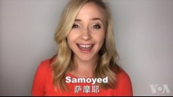 OMG!美语 Samoyed!
