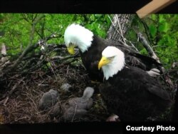 Bald eagles with their young at the U.S. National Arboretum in Washington, March 2016. (Credit: National Eagle Foundation)