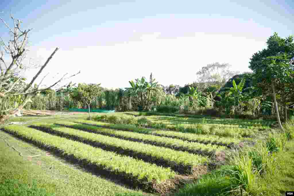 ទិដ្ឋភាពចម្ការបន្លែសរីរាង្គរបស់សហករណ៍សរីរាង្គខ្មែរនៅឯរមណីយដ្ឋាន ពិកនិកក្នុងខេត្តព្រះសីហនុ។ សហករណ៍សរីរាង្គខ្មែរគឺជាក្រុមខ្មែរដំបូងគេដែលទទួលបានវិញ្ញាបនបត្រស្តង់ដារអឺរ៉ុបផ្នែកបន្លែសរីរាង្គនិងផ្លែឈើនៅក្នុងប្រទេសកម្ពុជា។(ទុំ ម្លិះ/VOA)