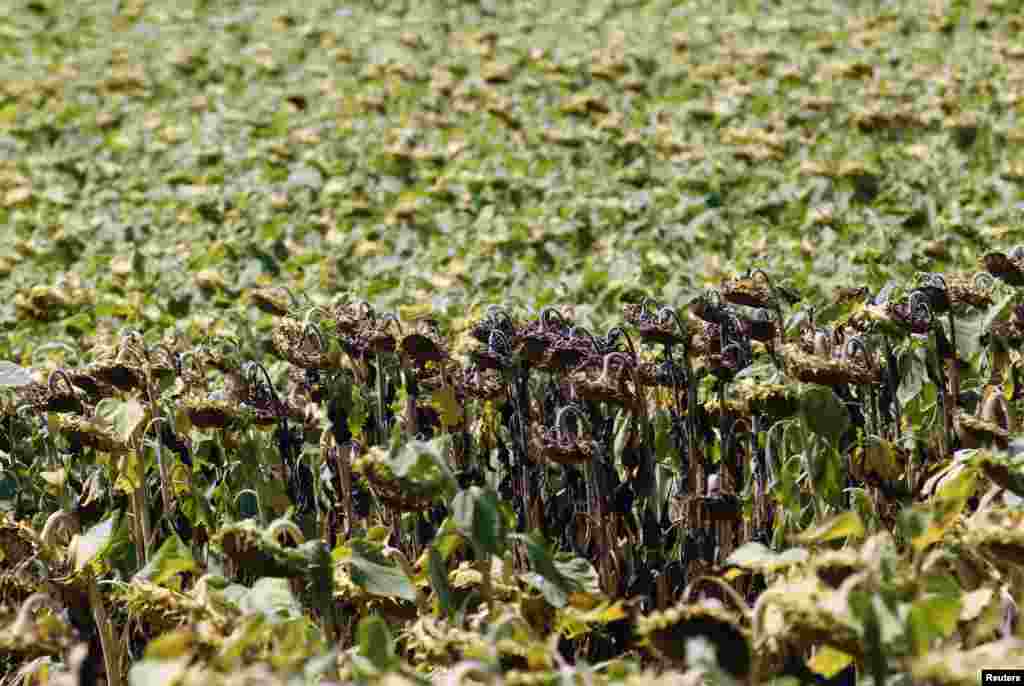 Bunga matahari di ladang dekat Grossengersdorf, provinsi Austria Bawah nampak layu dan kering.