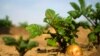 FILE - A potato grows in a field irrigated by recycled wastewater in Kibbutz Magen in southern Israel.