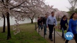 Spectators Take in Cherry Blossoms Despite Coronavirus Risk