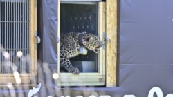 რუსეთში, კავკასიის ნაკრძალში, ველურ ბუნებაში გაშვებული ლეოპარდი, რომელიც ოკუპირებულ ჯავის რაიონში ზვავმა მოკლა