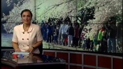 ალუბლის ყვავილობის ფესტივალი ვაშინგტონში