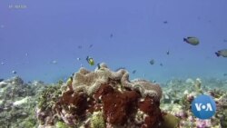 Seychelles Leader Pleads for Action on Climate Change