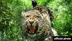წინააზიური/კავკასიური ლეოპარდი თუშეთში გამოჩნდა, ხატია ბასილაშვილის ფოტო
