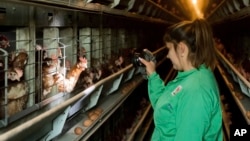 10만마리에 가까운 닭들이 폐쇄된 공간에서 사육되고 있는 헝가리 부다페스트 인근 양계장. 지난 18일 관계자가 닭들의 상태를 점검하고 있다. 