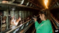 A worker checks laying hens kept inside a chicken farm in Rackeve, 49 kms south of Budapest, Hungary, where nearly 100,000 hens are raised in closed facilities, Nov. 18, 2016.