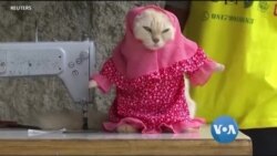 ဓာတ်ခွဲခန်းထုတ် ကြက်သား၊ နွားကျောင်း ဒရုန်းယာဉ်