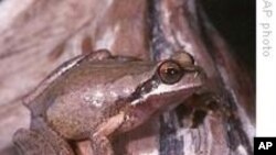Australian Frogs Change Their Tune to Find Love