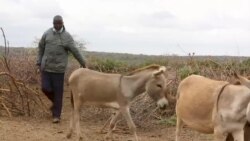 Masu Jakuna a Kenya Na Son Daina Yanka Dabbobin