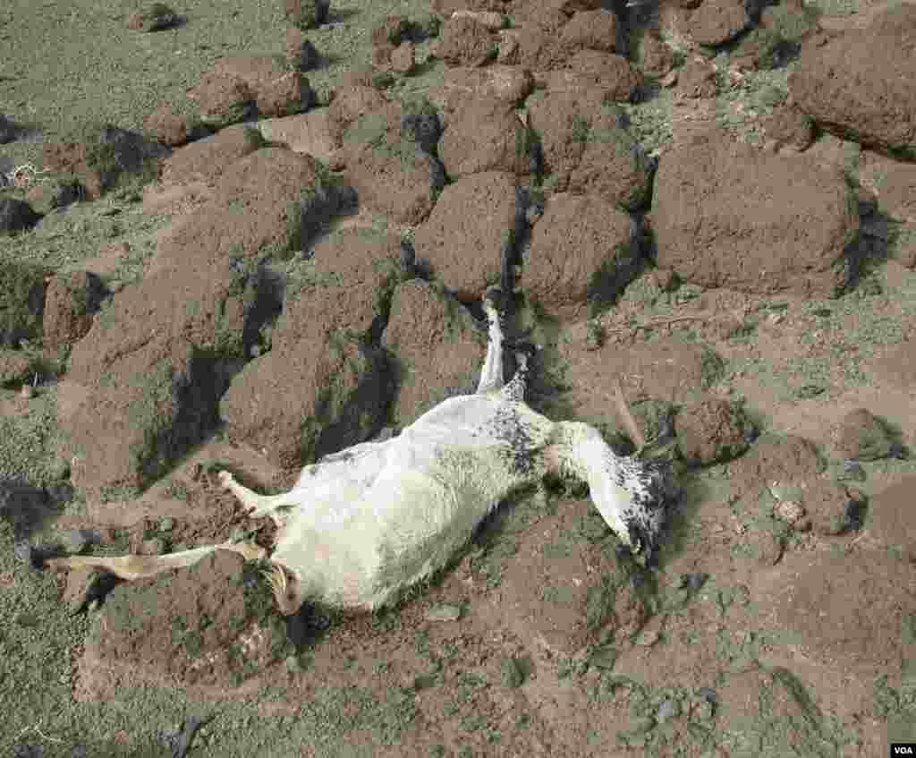 សត្វពាហនៈ​និង​ពពែ​ដែល​ស្លាប់​ដោយ​សារ​គ្រោះ​រាំង​ស្ងួត។