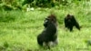 Lowland gorillas (copyright 2012 Chris Whittier)