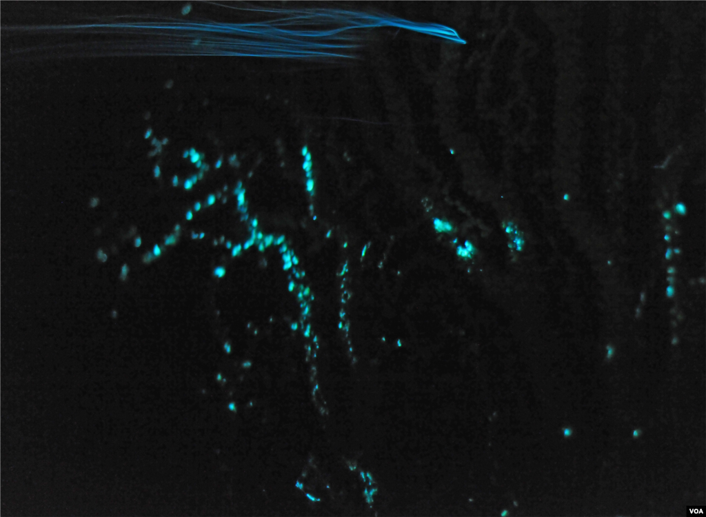 Blue emitting plankton drifting past green emitting coral, Credit: Sonke Johnsen